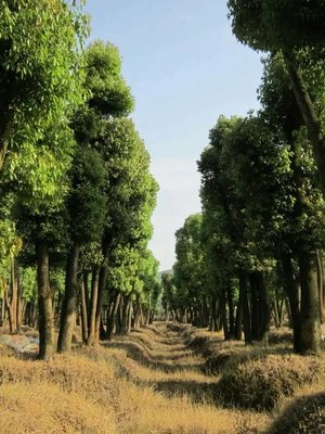 多头移植香樟 多头3以多头樟 现场点树图片_高清图_细节图-华南苗木场