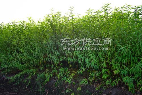 无锡桃树苗 苏州繁茂苗木 黄桃树苗图片