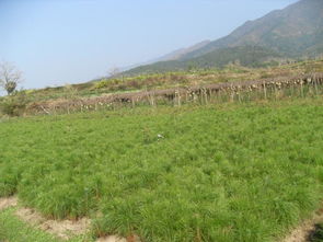 松树苗当选乾坤 场 湖北湿地松苗