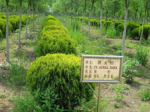 龟甲冬青盆景图册