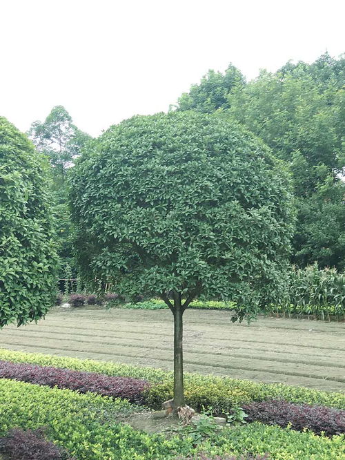 【高分支桂花树基地现货长期供应】- 